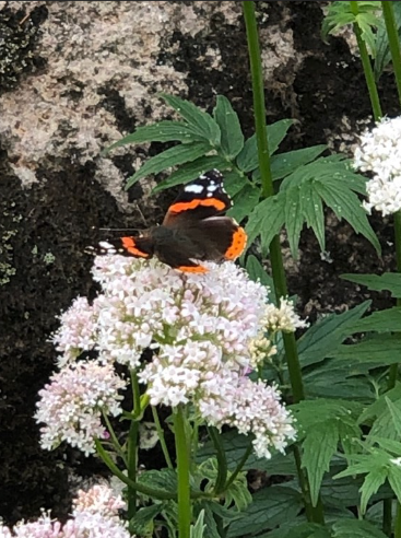 Sommerfugl fanget på en blomst langs turstien mellom Ogna og Brusand på Jæren